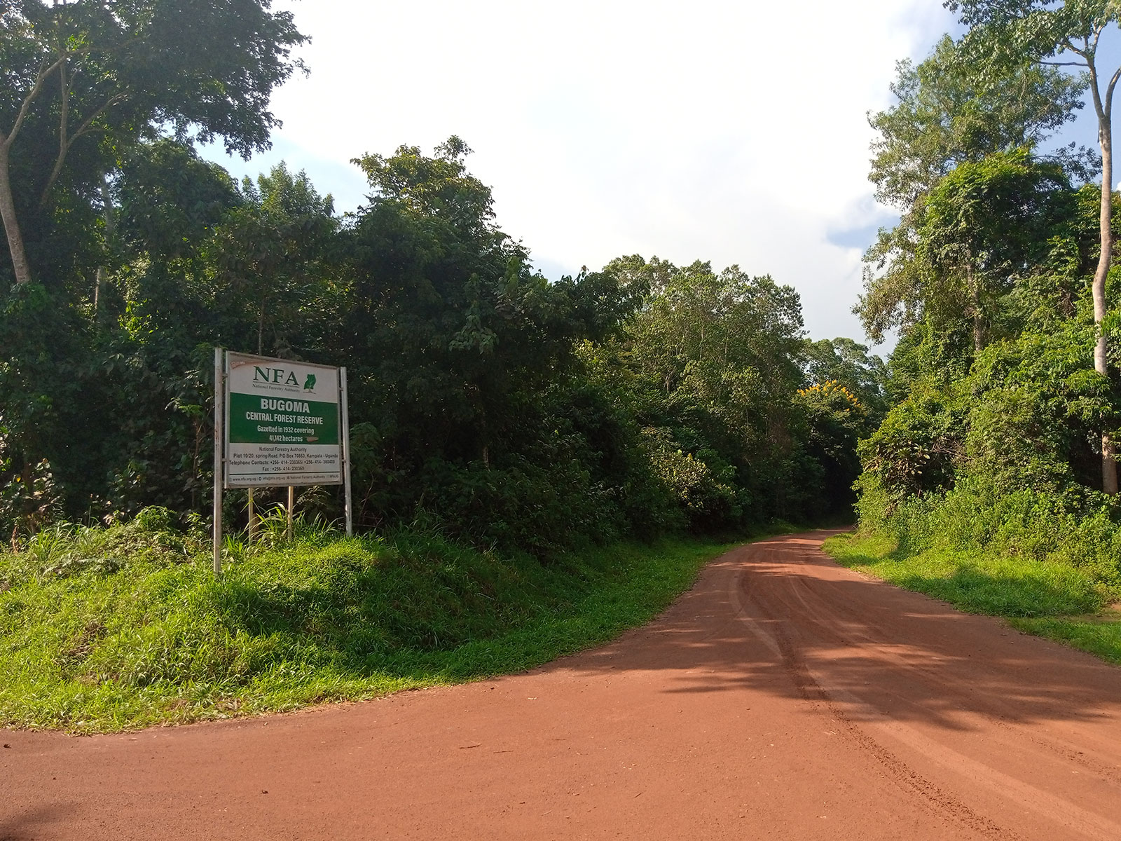 Bugoma forest: The high conservation area getting extinct
